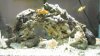 My Fish Tank.jpg