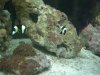 Emo & Nemo.jpg