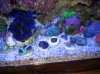 Tank 3-28-10 008.jpg