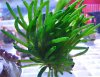 Macroalgae 4.4.10.jpg