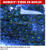 zoas.PNG