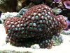 zoas.jpg