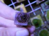Millepora 4.11.10.JPG