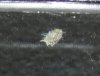 bug1.JPG