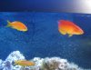 ahi anthias and zeus.jpg