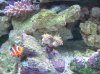 hammer nemo.jpg