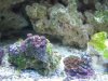 zoas.jpg
