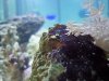 Xenia Spaghetti Worm.jpg