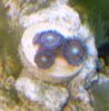 coco's zoas.jpg