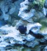 blue zoas.jpg
