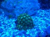 green zoas.jpg