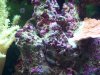 algae2.jpg