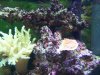 algae3.jpg