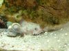 Toadfish 1.JPG