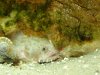 Toadfish2.JPG
