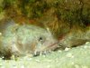 Toadfish3.JPG