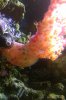 Carnation Coral.jpg