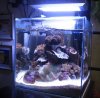 ledaquarium.jpg