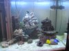 New Aquascaping 8-5-10210.JPG