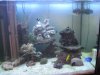 New Aquascaping with Blue Tang 8-5-21010.JPG
