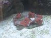 Red mushrooms.JPG