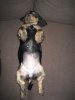 Minha sleeping on her back.JPG