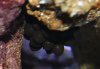 cuttlefish 227.jpg