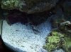 shrimp.jpg