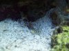 goby.jpg