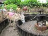 IMG_0194.jpg