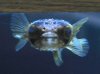 bloat5.jpg