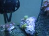 Yellow Polyp.jpg