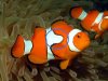 amphiprion_percula.jpg