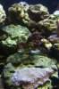 Coral_Problem1.jpg