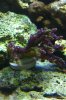 Coral_Problem2.jpg