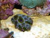 Aussie Acans 2 05-10.JPG