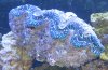 huge clam.jpg