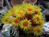 Sun Coral.jpg