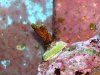 Montipora Confusa.JPG
