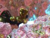 Montipora Confusa 2.JPG