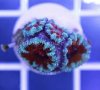 acan.jpg