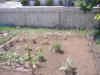 garden 4-27-10 resize.jpg