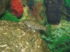 fish 003 - Copy.jpg