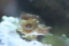 corals 217.jpg