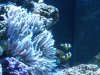 Clarkii Clown and LT Anemone 3 (2).jpg