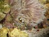 Clarkii Clown and LT Anemone 4.JPG