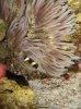 Clarkii Clown and LT Anemone 5.JPG