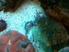 IMG00129-20100609-1105.jpg