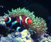 clowns3.jpg