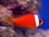 tomato-clownfish.jpg